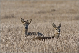 <p>SRNEC OBECNÝ (Capreolus capreolus) Šluknovsko - Jiříkov /European roe deer - Reh/</p>